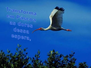 Transforma em Páscoa as dores dessa espera,
