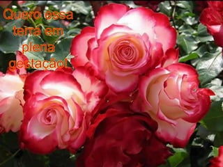 Quero essa terra em plena gestação!