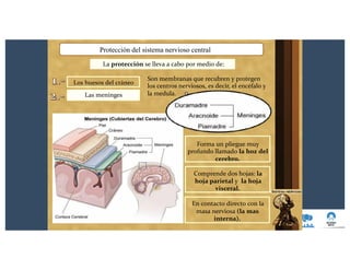 Protección del sistema nervioso central
La protección se lleva a cabo por medio de:
Los huesos del cráneo
Las meninges
Son membranas que recubren y protegen
los centros nerviosos, es decir, el encéfalo y
la medula.
Forma un pliegue muy
profundo llamado la hoz del
cerebro.
Comprende dos hojas: la
hoja parietal y la hoja
visceral.
En contacto directo con la
masa nerviosa (la mas
interna).
 