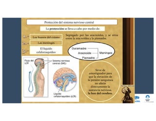 Protección del sistema nervioso central
La protección se lleva a cabo por medio de:
Sirve de
amortiguador para
que la elevación de
la presión sanguínea
no afecte
directamente la
sustancia nerviosa.
la hoz del cerebro.
Segregado por las aracnoides, y se sitúa
entre la aracnoides y la piamadre.Los huesos del cráneo
Las meninges
El líquido
cefalorraquídeo
 
