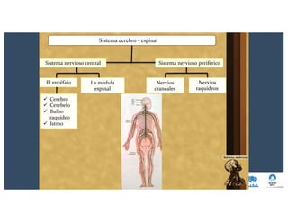 Sistema cerebro - espinal
Sistema nervioso periféricoSistema nervioso central
ü Cerebro
ü Cerebelo
ü Bulbo
raquídeo
ü Istmo
El encéfalo La medula
espinal
Nervios
craneales
Nervios
raquídeos
 
