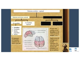 Sistema cerebro - espinal
Sistema nervioso periféricoSistema nervioso central
El encéfalo
ü Cerebro
ü Cerebelo
ü Bulbo
raquídeo
ü Istmo
El volumen
del hombre
actual es de
unos 1.500 ml.
La medula
espinal
Nervios
craneales
Nervios
raquídeos
El peso del
cerebro en el
hombre es de
1.200 g y en la
mujer 1.100.
Según otros, la
inteligencia
puede
referirse a la
relación entre
el peso del
encéfalo y el
de la médula.
 