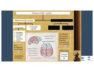 Sistema cerebro - espinal
Sistema nervioso periféricoSistema nervioso central
La medula
espinal
El encéfalo
ü Cerebro
ü Cerebelo
ü Bulbo
raquídeo
ü Istmo
Está
dividido en
dos mitades
Hemisferios
cerebrales
Nervios
craneales
CISURA INTERHEMISFÉRICA
Nervios
raquídeos
Los pliegues
de la corteza
cerebral son
llamados
circunvolucio
nes cerebrales
Sustancia gris
Cuerpos
o somas
de
neuronas
 