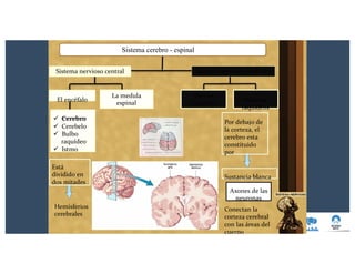 Sistema nervioso periféricoSistema nervioso central
La medula
espinal
Nervios
craneales
El encéfalo
ü Cerebro
ü Cerebelo
ü Bulbo
raquídeo
ü Istmo
Está
dividido en
dos mitades
Hemisferios
cerebrales
Sistema cerebro - espinal
Nervios
raquídeos
Por debajo de
la corteza, el
cerebro esta
constituido
por
Sustancia blanca
Axones de las
neuronas
Conectan la
corteza cerebral
con las áreas del
cuerpo
 
