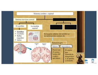 Sistema nervioso periféricoSistema nervioso central
ü Cerebro
ü Cerebelo
ü Bulbo
raquídeo
ü Istmo
El encéfalo La medula
espinal
Nervios
craneales
Nervios
raquídeos
En la parte inferior del cerebro se
encuentran dos cuerpos de
Sustancia gris
Sistema cerebro - espinal
Tálamo
Parece ser
el centro
básico del
enojo y
del placer.
Hipotálamo
El centro
que
controla la
temperatur
a, el apetito
y el sueño.
 
