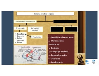 1.- Sensibilidad consciente
2.- Movimientos
voluntarios
3.- Instinto
4.- Lenguaje hablado
5.- Lenguaje escrito
6.- Memoria
7.- Inteligencia
Sistema cerebro - espinal
Funciones
Sistema nervioso periféricoSistema nervioso central
ü Cerebro
ü Cerebelo
ü Bulbo
raquídeo
ü Istmo
El encéfalo La medula
espinal
Nervios
craneales
Nervios
raquídeos
 