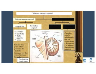 Sistema nervioso periféricoSistema nervioso central
La medula
espinal
Nervios
craneales
Nervios
raquídeos
Coordina
todo lo
relacionado
con los
movimiento
s del cuerpo
y lo relativo
al equilibrio
corporal.
El encéfalo
ü Cerebro
ü Cerebelo
ü Bulbo
raquídeo
ü Istmo
Situado en la
parte ínfero-
posterior del
encéfalo.
Formado por dos
masas laterales
llamadas
Hemisferios
cerebelosos
Sistema cerebro - espinal
 