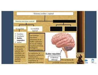 Por su forma de
Sistema cerebro - espinal
Sistema nervioso periféricoSistema nervioso central
Nervios
craneales
Nervios
raquídeos
El encéfalo
ü Cerebro
ü Cerebelo
ü Bulbo
raquídeo
ü Istmo
Se encuentra
en la parte
inferior del
encéfalo y se
continúa por
debajo con la
medula
espinal.
La medula
espinal
Los centros
nerviosos
presentes en el
bulbo controlan
de modo reflejo
muchos procesos
biológicos
importantísimos.
La respiración, la
frecuencia cardiaca, la
constricción y
dilatación de los vasos
sanguíneos, la
deglución y el vomito.
O Médula
oblonga
pirámide truncada invertida
 