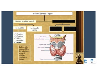 Sistema cerebro - espinal
Sistema nervioso periféricoSistema nervioso central
El encéfalo La medula
espinal
Nervios
craneales
Nervios
raquídeos
ü Cerebro
ü Cerebelo
ü Bulbo
raquídeo
ü Istmo
Es la región
que establece
las relaciones
entre el
cerebro,
cerebelo y
bulbo.
 