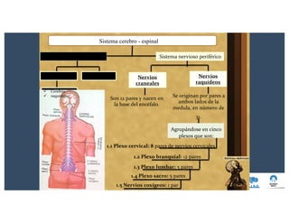 ü Cerebro
ü raquístmo
El encéfalo La medulaal
Sistema cerebro - espinal
Sistema nervioso periférico
Son 12 pares y nacen en
la base del encéfalo.
Se originan por pares a
ambos lados de la
medula, en número de
Nervios
craneales
Nervios
raquídeos
31.
Agrupándose en cinco
plexos que son:
1.1 Plexo cervical: 8 pares de nervios cervicales
1.2 Plexo branquial: 12 pares
1.3 Plexo lumbar: 5 pares
1.4 Plexo sacro: 5 pares
1.5 Nervios coxígeos: 1 par
 