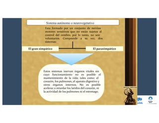 El parasimpáticoEl gran simpático
Estos sistemas inervan órganos vitales sin
cuyo funcionamiento no es posible el
mantenimiento de la vida; tales como: el
corazón, los pulmones, el aparato digestivo y
otros órganos internos. No es posible
acelerar o retardar los latidos del corazón, ni
la actividad de los pulmones ni el estomago.
Sistema autónomo o neurovegetativo
Esta formado por un conjunto de nervios
motores sensitivos que no están sujetos al
control del cerebro, por lo tanto, no son
voluntarios. Comprende a su vez, dos
sistemas:
 