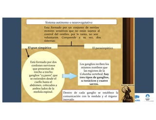El gran simpático
Está formado por dos
cordones nerviosos
que presentan de
trecho a trecho
ganglios “23 pares”, que
se extienden desde el
cuello hasta el
abdomen, colocados a
ambos lados de la
medula espinal.
Sistema autónomo o neurovegetativo
Esta formado por un conjunto de nervios
motores sensitivos que no están sujetos al
control del cerebro, por lo tanto, no son
voluntarios. Comprende a su vez, dos
sistemas:
El parasimpático
Los ganglios reciben los
mismos nombres que
las regiones de la
Columba vertebral; hay
tres tipos de ganglios,
12 torácicos y cuatro
sacros.
Dentro de cada ganglio se establece la
comunicación con la medula y el órgano
inervado
 