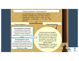 El parasimpático
Está formado por ganglios
ubicados dentro o cerca de los
órganos inervados y por fibras
nerviosas que se originan en
el encéfalo ( nervios III, VIII,
IX y X) , principalmente del
nervio vago o
neumogástrico , y por fibras
que se originan en la región
pelviana de la medula.
Sistema autónomo o neurovegetativo
Esta formado por un conjunto de nervios
motores sensitivos que no están sujetos al
control del cerebro, por lo tanto, no son
voluntarios. Comprende a su vez, dos
sistemas:
El gran simpático
Parasimpático craneano:
Formado por nervios que
provienen del encéfalo y que
dirigen el ritmo cardiaco,
respiratorio y la secreción de la
saliva.
Parasimpático sacro:
Formados por nervios que
provienen de la región sacra de
la medula espinal y que inervan
a los órganos como los riñones,
intestino y vejiga.
 