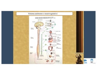 Sistema autónomo o neurovegetativo
 