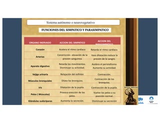 Sistema autónomo o neurovegetativo
FUNCIONES DEL SIMPATICO Y PARASIMPATICO
ORGANO INERVADO
Corazón
Arterias
Aparato digestivo
Vejiga urinaria
Músculos bronquiales
Iris
Pelos ( Músculos)
Glándulas sudoríparas
ACCION DEL SIMPATICO
Acelera el ritmo cardiaco
Constricción- elevación de la
presión sanguínea
Retarda los movimientos.
Disminuye su actividad.
Relajación del esfínter.
Dilata los bronquios.
Dilatación de la pupila.
Provoca erección de los
pelos.
Aumenta la secreción.
ACCION DEL
PARASIMPATICO
Retarda el ritmo cardiaco.
Vaso dilatación-reduce la
presión de la sangre.
Acelera el peristaltismo.
Aumenta su actividad.
Contracción.
Contracción de los
bronquios.
Contracción de la pupila.
Vuelve los pelos a su
posición normal.
Disminuye su secreción
 