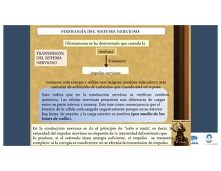 FISIOLOGÍA DEL SISTEMA NERVIOSO
Últimamente se ha demostrado que cuando la
neurona
Transmite
impulso nervioso
consume más energía y utiliza mas oxigeno; produce más calor y más
cantidad de anhídrido de carbónico que cuando está en reposo.
Esto indica que en la conducción nerviosa se verifican cambios
químicos. Las células nerviosas presentan una diferencia de cargas
entre su parte interna y externa. Esto trae como consecuencia que el
interior de la célula está cargado negativamente porque en su interior
hay iones de potasio, y la carga exterior es positiva (por medio de los
iones de sodio).
En la conducción nerviosa se da el principio de “todo o nada”, es decir, la
velocidad del impulso nervioso no depende de la intensidad del estimulo que
lo produce; si el estimulo tiene energía suficiente, el impulso se transmite
completo; si la energía es insuficiente no se efectúa la transmisión de impulso.
TRANSMISION
DEL SISTEMA
NERVIOSO
 