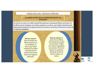 FISIOLOGIA DEL SISTEMA NERVISO
CLASIFICACION DE LOS NERVIOS SEGÚN SU
FUNCION
Un nervio es como un cable coaxial formado por numerosas fibras nerviosas. Si
las fibras que lo integran son todas sensitivas, en decir, que todas transmiten las
impresiones desde los receptores hacia los centros nerviosos. Entonces se trata de
un nervio sensitivo.
Nervio mixto: Si
parte de sus fibras
son sensitivas y parte
son motoras. Todos
los nervios raquídeos
son mixtos. El nervio
óptico es sensitivo,
mientras el nervio
motor común, es
motor.
Nervio motor:
Esta formado por
fibras motoras en
su totalidad, es
decir, que todas
conducen la orden
emanada de los
centros nerviosos
hacia los órganos
efectores.
 