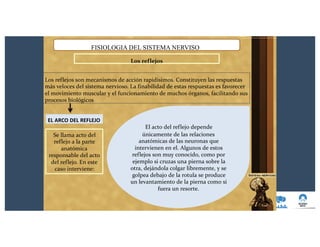únicamente de las relaciones
anatómicas de las neuronas que
intervienen en el. Algunos de estos
reflejos son muy conocido, como por
ejemplo si cruzas una pierna sobre la
otra, dejándola colgar libremente, y se
golpea debajo de la rotula se produce
un levantamiento de la pierna como si
fuera un resorte.
FISIOLOGIA DEL SISTEMA NERVISO
Los reflejos
Los reflejos son mecanismos de acción rapidísimos. Constituyen las respuestas
más veloces del sistema nervioso. La finabilidad de estas respuestas es favorecer
el movimiento muscular y el funcionamiento de muchos órganos, facilitando sus
procesos biológicos
EL ARCO DEL REFLEJO
El acto del reflejo depende
Se llama acto del
reflejo a la parte
anatómica
responsable del acto
del reflejo. En este
caso interviene:
 