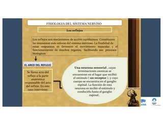 FISIOLOGIA DEL SISTEMA NERVISO
Los reflejos
Los reflejos son mecanismos de acción rapidísimos. Constituyen
las respuestas más veloces del sistema nervioso. La finalidad de
estas respuestas es favorecer el movimiento muscular y el
funcionamiento de muchos órganos, facilitando sus procesos
biológicos
Una neurona sensorial , cuyas
terminaciones axonicas se
encuentran en el lugar que recibió
el estimulo ( un receptor ), y cuyo
cuerpo se encuentra en el ganglio
espinal. La función de esta
neurona es recibir el estimulo y
conducirlo hasta el ganglio
espinal..
EL ARCO DEL REFLEJO
Se llama acto del
reflejo a la parte
anatómica
responsable del acto
del reflejo. En este
caso interviene:
 