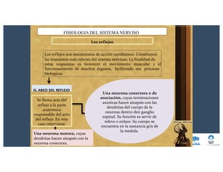 FISIOLOGIA DEL SISTEMA NERVISO
Los reflejos
Los reflejos son mecanismos de acción rapidísimos. Constituyen
las respuestas más veloces del sistema nervioso. La finalidad de
estas respuestas es favorecer el movimiento muscular y el
funcionamiento de muchos órganos, facilitando sus procesos
biológicos
Una neurona conectora o de
asociación, cuyas terminaciones
axonicas hacen sinapsis con las
dendritas del cuerpo de la
neurona dentro den ganglio
espinal. Su función es servir de
relevo o enlace. Su cuerpo se
encuentra en la sustancia gris de
la medula.
EL ARCO DEL REFLEJO
Se llama acto del
reflejo a la parte
anatómica
responsable del acto
del reflejo. En este
caso interviene:
Una neurona motora, cuyas
dendritas hacen sinapsis con la
neurona conectora.
 