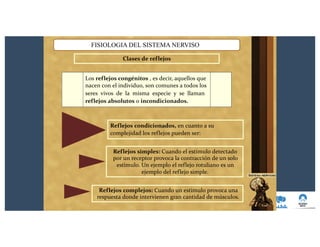 Clases de reflejos
FISIOLOGIA DEL SISTEMA NERVISO
Los reflejos congénitos , es decir, aquellos que
nacen con el individuo, son comunes a todos los
seres vivos de la misma especie y se llaman
reflejos absolutos o incondicionados.
Reflejos complejos: Cuando un estimulo provoca una
respuesta donde intervienen gran cantidad de músculos.
Reflejos simples: Cuando el estimulo detectado
por un receptor provoca la contracción de un solo
estimulo. Un ejemplo el reflejo rotuliano es un
ejemplo del reflejo simple.
Reflejos condicionados, en cuanto a su
complejidad los reflejos pueden ser:
 