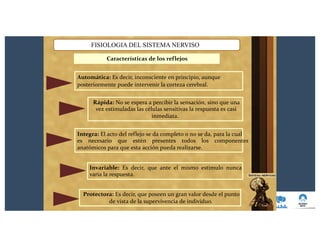 Características de los reflejos
FISIOLOGIA DEL SISTEMA NERVISO
Integra: El acto del reflejo se da completo o no se da, para la cual
es necesario que estén presentes todos los componentes
anatómicos para que esta acción pueda realizarse.
Rápida: No se espera a percibir la sensación, sino que una
vez estimuladas las células sensitivas la respuesta es casi
inmediata.
Automática: Es decir, inconsciente en principio, aunque
posteriormente puede intervenir la corteza cerebral.
Invariable: Es decir, que ante el mismo estimulo nunca
varia la respuesta.
Protectora: Es decir, que poseen un gran valor desde el punto
de vista de la supervivencia de individuo.
 