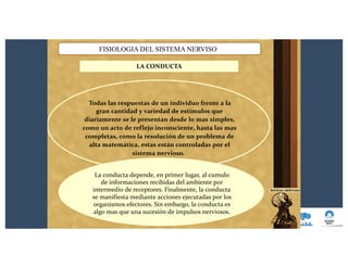 FISIOLOGIA DEL SISTEMA NERVISO
LA CONDUCTA
Todas las respuestas de un individuo frente a la
gran cantidad y variedad de estímulos que
diariamente se le presentan desde lo mas simples,
como un acto de reflejo inconsciente, hasta las mas
completas, como la resolución de un problema de
alta matemática, estas están controladas por el
sistema nervioso.
La conducta depende, en primer lugar, al cumulo
de informaciones recibidas del ambiente por
intermedio de receptores. Finalmente, la conducta
se manifiesta mediante acciones ejecutadas por los
organismos efectores. Sin embargo, la conducta es
algo mas que una sucesión de impulsos nerviosos.
 