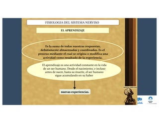 FISIOLOGIA DEL SISTEMA NERVISO
EL APRENDIZAJE
nuevas experiencias.
Es la suma de todas nuestras respuestas,
debidamente almacenadas y coordinadas. Es el
proceso mediante el cual se origina o modifica una
actividad como resultado de la experiencia.
El aprendizaje es una actividad constante en la vida
de un ser humano. Desde el nacimiento, e incluso
antes de nacer, hasta su muerte, el ser humano
sigue acumulando en su haber
 