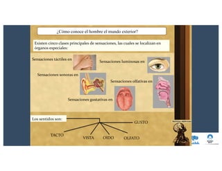 ¿Cómo conoce el hombre el mundo exterior?
Existen cinco clases principales de sensaciones, las cuales se localizan en
órganos especiales:
Sensaciones táctiles en
Sensaciones sonoras en
Sensaciones luminosas en
Sensaciones olfativas en
Sensaciones gustativas en
Los sentidos son:
TACTO
VISTA OIDO
GUSTO
OLFATO
 