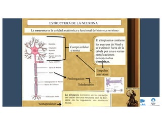 ESTRUCTURA DE LA NEURONA
La neurona es la unidad anatómica y funcional del sistema nervioso
El citoplasma contiene
los cuerpos de Nissl y
se extiende fuera de la
célula por una o varias
ramificaciones
denominadas
dendritas.
Impulso
nervioso
Yuxtaposición
Cuerpo celular
o soma
Prolongación
Teledendrón
 