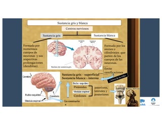 Sustancia gris y blanca
Centros nerviosos
Sustancia gris
Formada por
numerosos
cuerpos de
neuronas y sus
respectivas
prolongaciones
(dendritas).
Sustancia blanca
Formada por los
axones o
cilindroejes que
parten de los
cuerpos de las
neuronas.
Emite
ramificaciones
Núcleos de sustancia gris
Sustancia gris – superficial
Sustancia blanca – interna
Pirámides
Cordones
Lo contrario
a
anteriores,
laterales y
posteriores
 