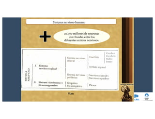 Plan
Sistema nervioso humano
20.000 millones de neuronas
distribuidas entre los
diferentes centros nerviosos.
 