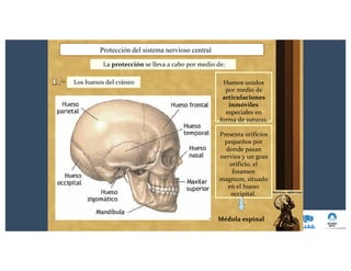 Protección del sistema nervioso central
La protección se lleva a cabo por medio de:
Los huesos del cráneo Huesos unidos
por medio de
articulaciones
inmóviles
especiales en
forma de suturas.
Presenta orificios
pequeños por
donde pasan
nervios y un gran
orificio, el
foramen
magnum, situado
en el hueso
occipital.
Médula espinal
 