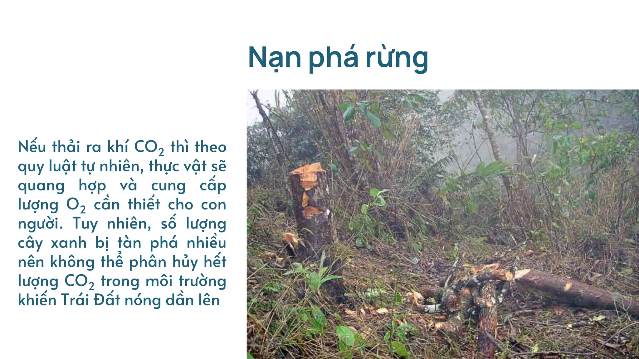 Nếu thải ra khí CO2 thì theo
quy luật tự nhiên, thực vật sẽ
quang hợp và cung cấp
lượng O2 cần thiết cho con
người. Tuy nhiên, số lượng
cây xanh bị tàn phá nhiều
nên không thể phân hủy hết
lượng CO2 trong môi trường
khiến Trái Đất nóng dần lên
Nạn phá rừng
 