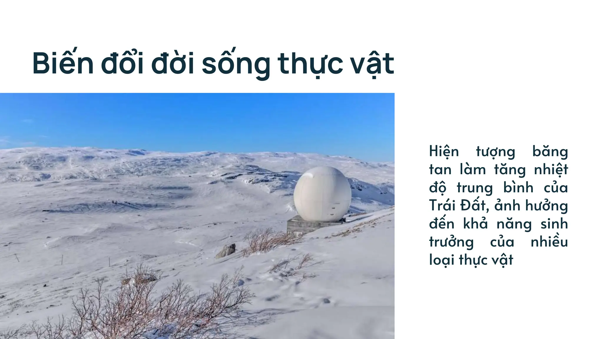 Biến đổi đời sống thực vật
Hiện tượng băng
tan làm tăng nhiệt
độ trung bình của
Trái Đất, ảnh hưởng
đến khả năng sinh
trưởng của nhiều
loại thực vật
 