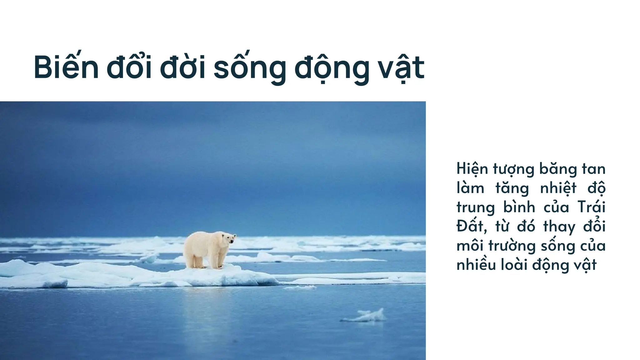 Biến đổi đời sống động vật
Hiện tượng băng tan
làm tăng nhiệt độ
trung bình của Trái
Đất, từ đó thay đổi
môi trường sống của
nhiều loài động vật
 