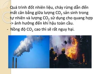 - Quá trình đốt nhiên liệu, cháy rừng dẫn đến
mất cân bằng giữa lượng CO2 sản sinh trong
tự nhiên và lượng CO2 sử dụng cho quang hợp
-> ảnh hưởng đến khí hậu toàn cầu.
- Nồng độ CO2 cao thì sẽ rất nguy hại.
 