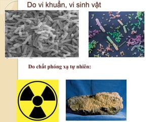 Do vi khuẩn, vi sinh vật
Do chất phóng xạ tự nhiên:
 
