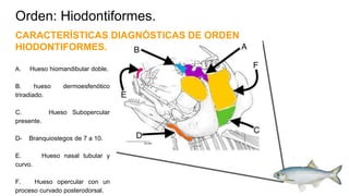 Subopercular Peces: Orden Hiodontiformes (Pez Ojo de Luna) | PPTX