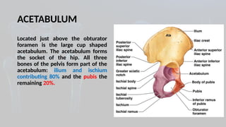 Comprehensive Kinesiology of the Pelvic Girdle and Hip Joint Mechanics ...