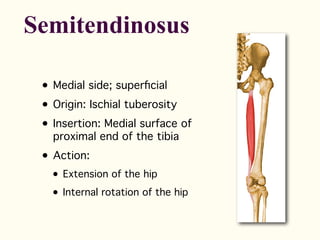 • Medial side; superficial
• Origin: Ischial tuberosity
• Insertion: Medial surface of
proximal end of the tibia
• Action:
• Extension of the hip
• Internal rotation of the hip
Semitendinosus
 