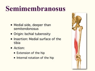 • Medial side, deeper than
semitendonosus
• Origin: Ischial tuberosity
• Insertion: Medial surface of the
tibia
• Action:
• Extension of the hip
• Internal rotation of the hip
Semimembranosus
 