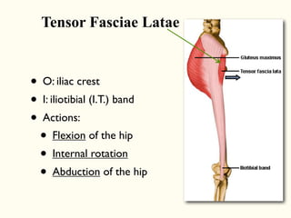 • O: iliac crest
• I: iliotibial (I.T.) band
• Actions:
• Flexion of the hip
• Internal rotation
• Abduction of the hip
Tensor Fasciae Latae
 