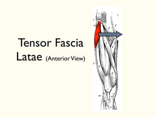 Tensor Fascia
Latae (AnteriorView)
 
