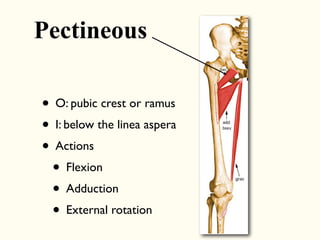 • O: pubic crest or ramus
• I: below the linea aspera
• Actions
• Flexion
• Adduction
• External rotation
Pectineous
 