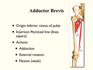 • Origin: Inferior ramus of pubis
• Insertion: Pectineal line (linea
aspera)
• Actions:
• Adduction
• External rotation
• Flexion (weak)
Adductor Brevis
 
