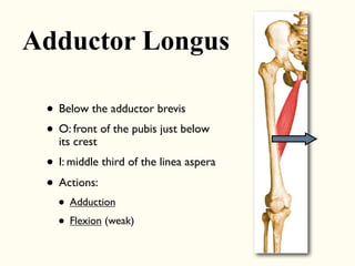 • Below the adductor brevis
• O: front of the pubis just below
its crest
• I: middle third of the linea aspera
• Actions:
• Adduction
• Flexion (weak)
Adductor Longus
 