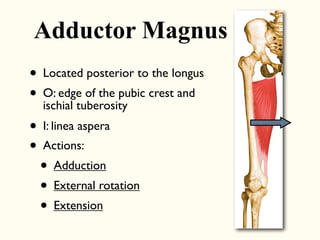 • Located posterior to the longus
• O: edge of the pubic crest and
ischial tuberosity
• I: linea aspera
• Actions:
• Adduction
• External rotation
• Extension
Adductor Magnus
 