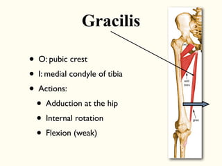 • O: pubic crest
• I: medial condyle of tibia
• Actions:
• Adduction at the hip
• Internal rotation
• Flexion (weak)
Gracilis
 