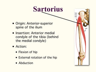 • Origin: Anterior-superior
spine of the ilium
• Insertion: Anterior medial
condyle of the tibia (behind
the medial condyle)
• Action:
• Flexion of hip
• External rotation of the hip
• Abduction
Sartorius
 